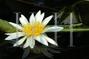 Picture of Nymphaea  'Mrs. GH Pring'