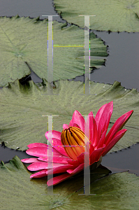 Picture of Nymphaea  'Rosa deNoche'