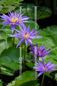 Picture of Nymphaea capensis var. zanzibariensis 