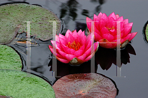 Picture of Nymphaea  'James Brydon'