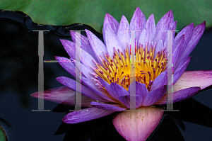 Picture of Nymphaea  'Lindsey Woods'