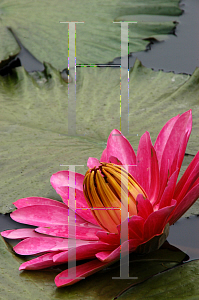 Picture of Nymphaea  'Rosa deNoche'