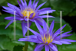 Picture of Nymphaea capensis var. zanzibariensis 