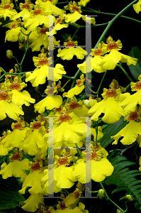 Picture of Oncidium  'Emperor(Sweet Sugar)'