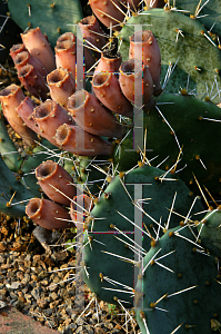 Picture of Opuntia phaeacantha 