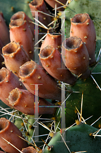 Picture of Opuntia phaeacantha 