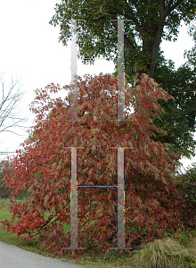 Picture of Oxydendrum arboreum 'Pendula'