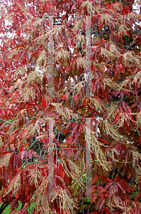 Picture of Oxydendrum arboreum 'Pendula'