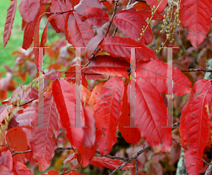 Picture of Oxydendrum arboreum 'Pendula'