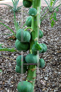 Picture of Carica papaya 