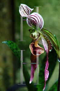 Picture of Paphiopedilum x 'Sanders'