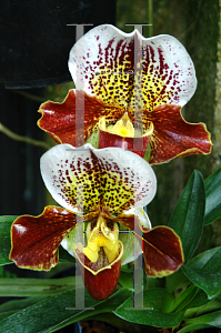 Picture of Paphiopedilum x 