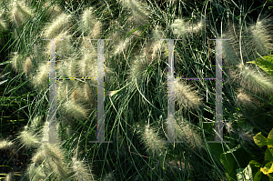 Picture of Pennisetum villosum 