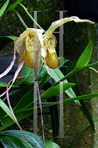 Picture of Phragmapedium x 