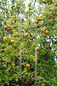 Picture of Poncirus trifoliata 