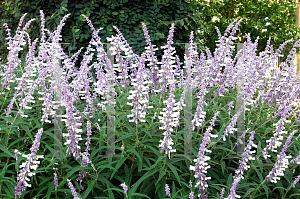 Picture of Salvia leucantha 