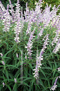 Picture of Salvia leucantha 