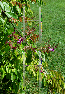 Picture of Securidaca diversifolia 