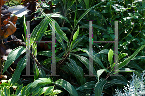 Picture of Setaria palmifolia 'Rubra Variegata'