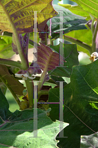 Picture of Solanum quitoense 