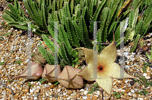 Picture of Stapelia grandiflora 