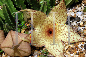 Picture of Stapelia grandiflora 