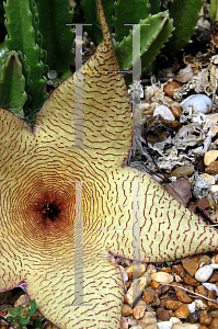 Picture of Stapelia grandiflora 