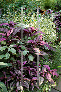 Picture of Strobilanthes dyerianus 