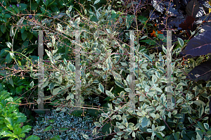 Picture of Talinum paniculatum 'Variegatum'