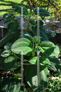 Picture of Tibouchina grandifolia 