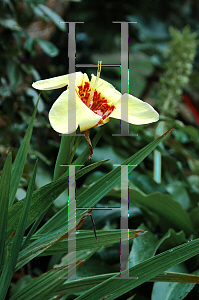 Picture of Tigridia pavonia 