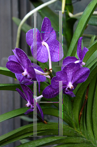 Picture of Vanda spp. 