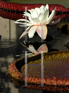 Picture of Victoria x 'Longwood Hybrid'