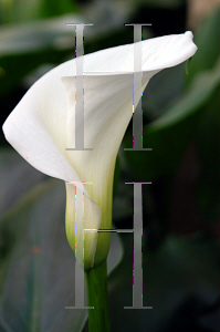 Picture of Zantedeschia aethiopica 