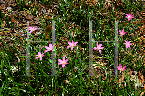 Picture of Zephyranthes rosea 
