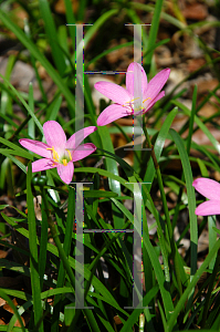 Picture of Zephyranthes rosea 