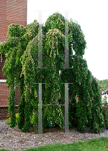 Picture of Cercidiphyllum japonicum 'Pendulum'