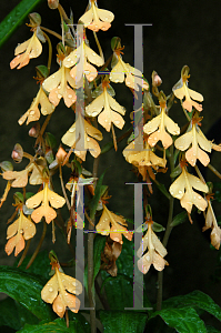 Picture of Habenaria rhodochelia 