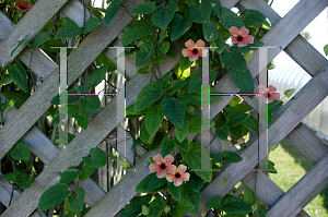 Picture of Thunbergia alata 'African Sunset'