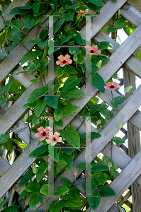 Picture of Thunbergia alata 'African Sunset'