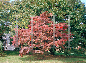 Picture of Cornus florida 