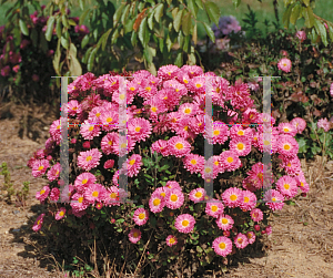 Picture of Dendranthema x grandiflorum 