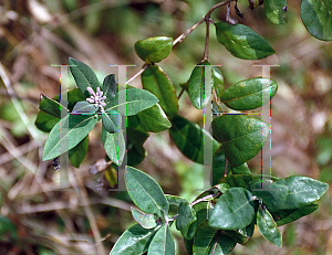 Picture of Lonicera x heckrottii 