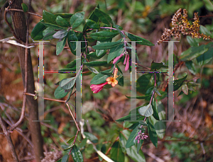 Picture of Lonicera x heckrottii 