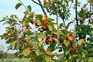 Picture of Malus floribunda 