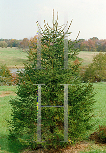Picture of Picea abies 