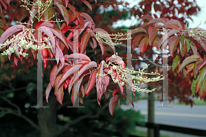 Picture of Oxydendrum arboreum 