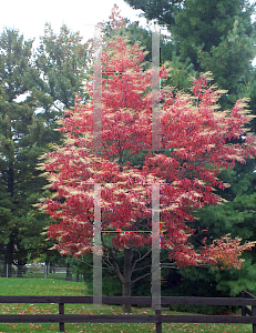 Picture of Oxydendrum arboreum 