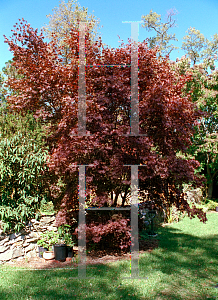 Picture of Acer palmatum 'Oshio beni'