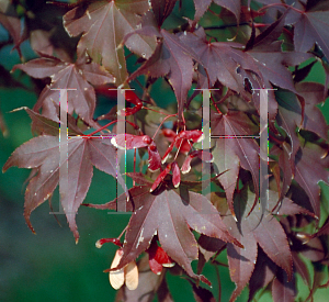 Picture of Acer palmatum 'Oshio beni'